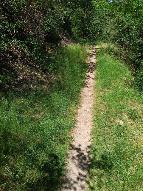 Wienecke Trail.jpg