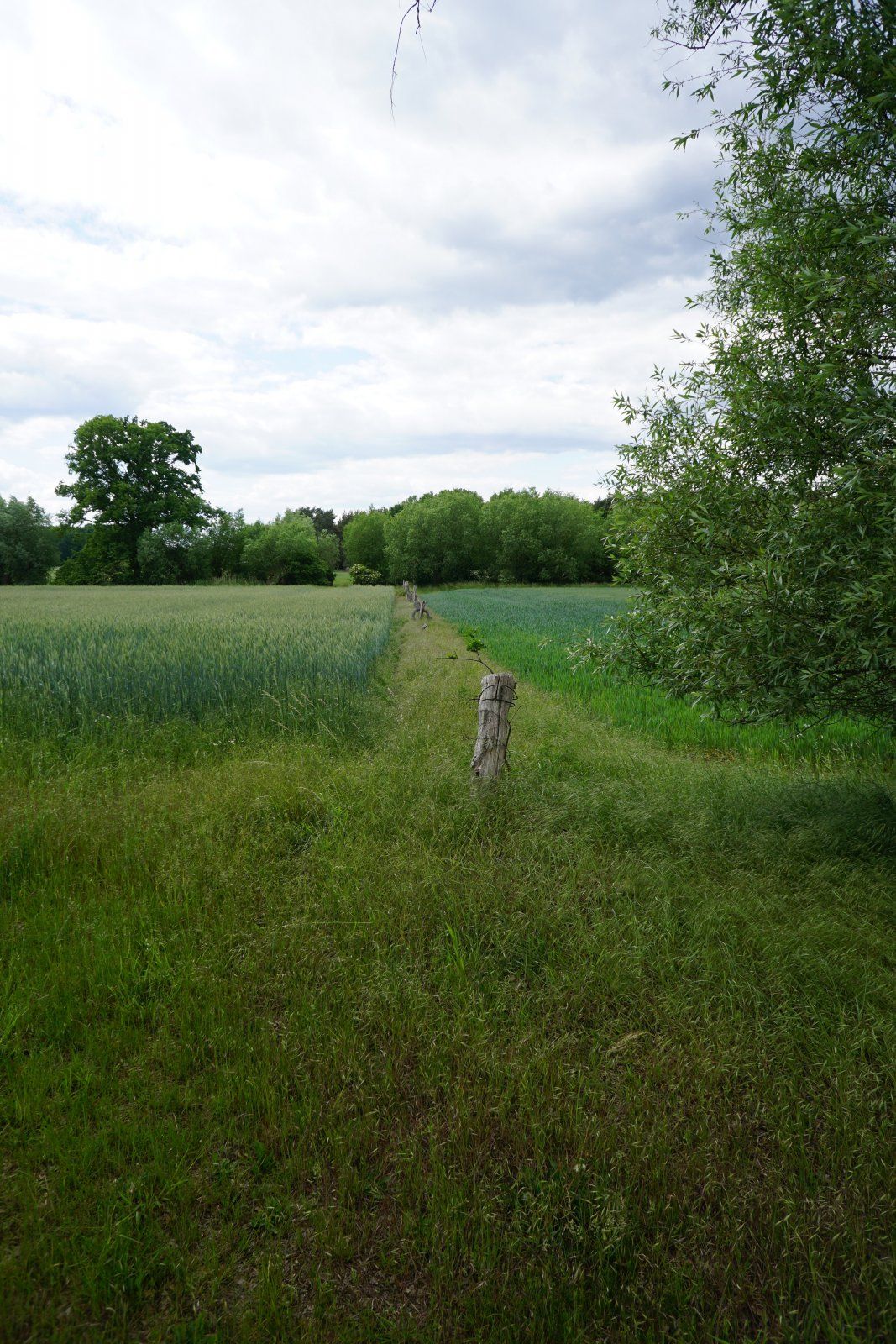 Wiesenpfad am Acker entlang.JPG