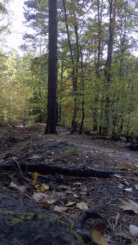 WP-20201024-12-20-57-ProTrim-2Tr.gif