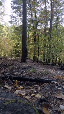 WP-20201024-12-20-57-ProTrimTrim.gif