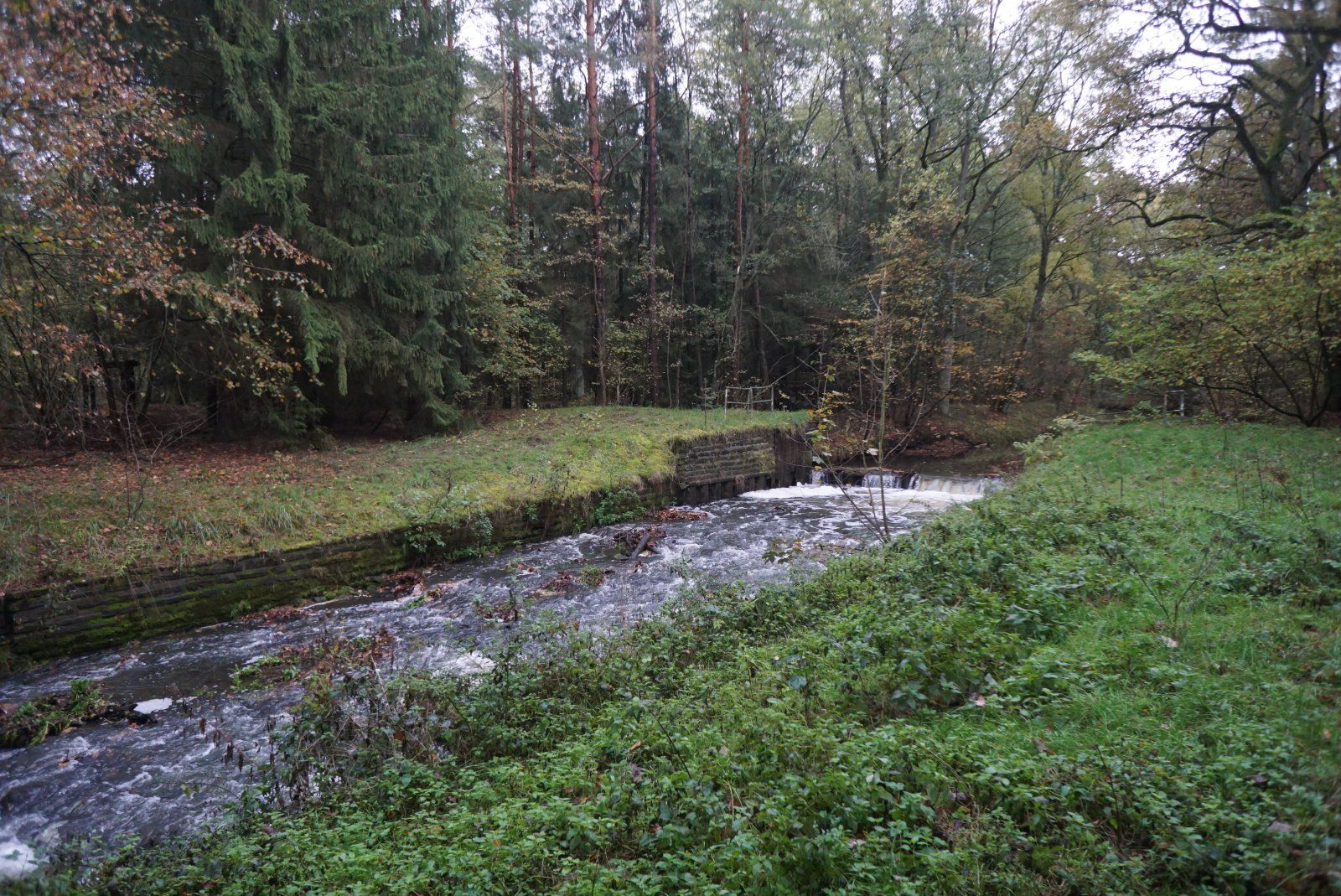 Wurzeltrail am Allerkanal.JPG