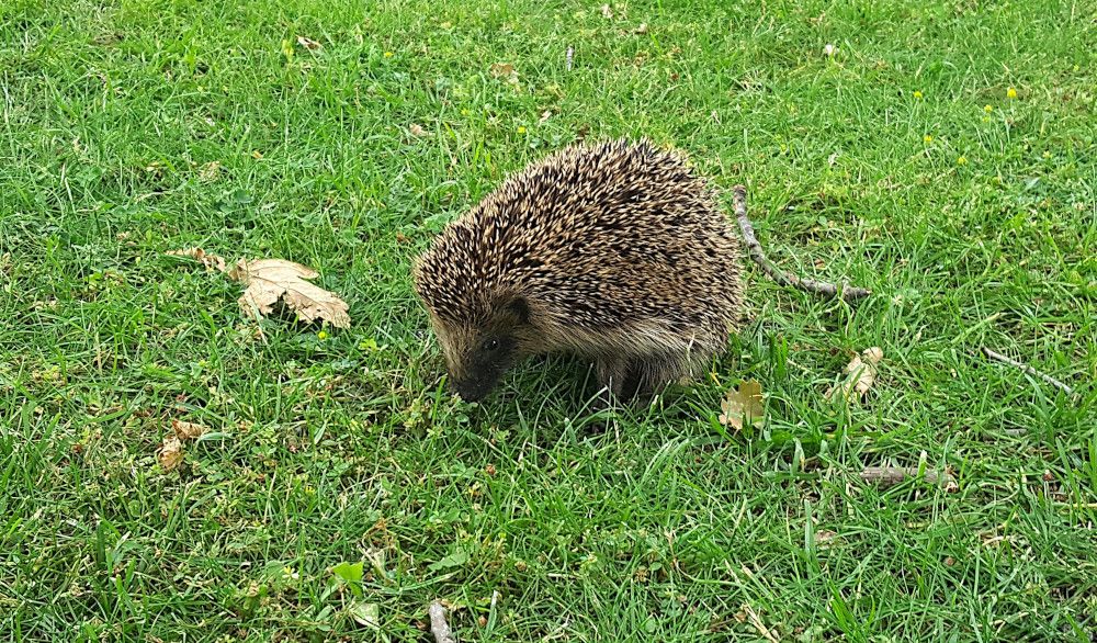 Z Igel n1000.jpg