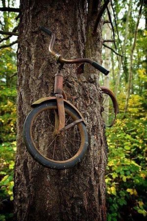 Baum Bike.jpg