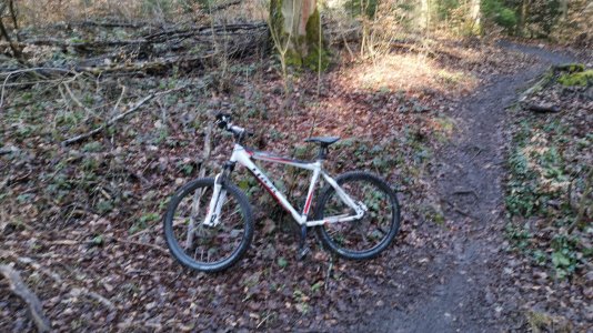 Im Wald.jpeg