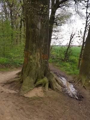 vereinzeln paar Matschnester.jpg