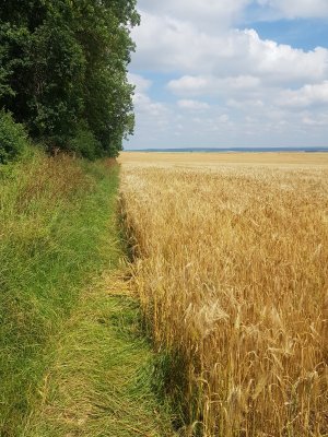 etwas schmale Stück von unten gesehen.jpg