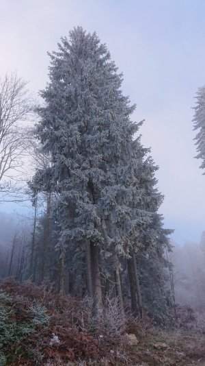 DSC_0532.JPG