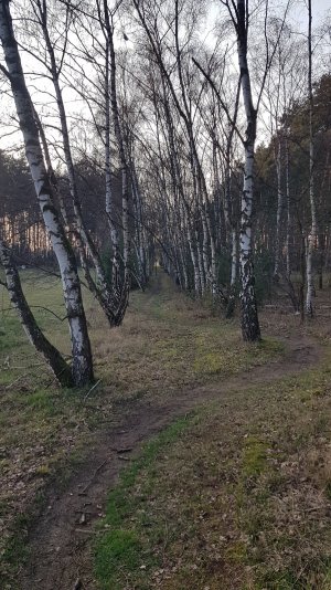 schön zwischen den Birken auf Sandboden.jpg