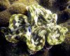 giant clam1.jpg