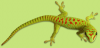 gecko.png