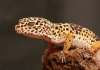 Leopard-Gecko-1200x845.jpg