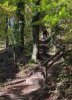 im wald.jpg
