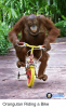 posted-at-postedat-bajiroo-com-orangutan-riding-a-bike-25237658.png