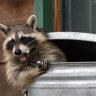 RacoonRouven