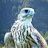 Harris_Hawk