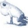 Avatar von Froschel