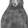 Profilbild von Talib
