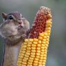 Verkäufer chipmunk