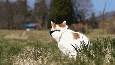e3c6163c95ec8227f4034dc23d7b42fa.gif