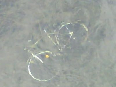 Siegfahrrad.JPG