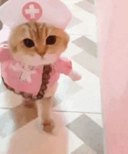 cat.gif