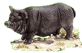 schwein.gif