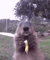 groundhog-eating.gif