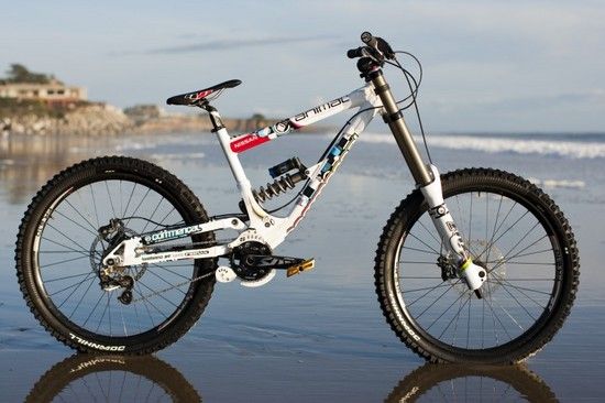 TeamAnimalCommencalTeambike.jpg