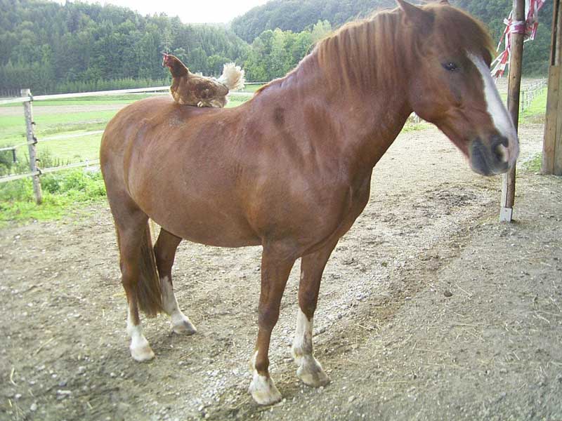 huhn.jpg