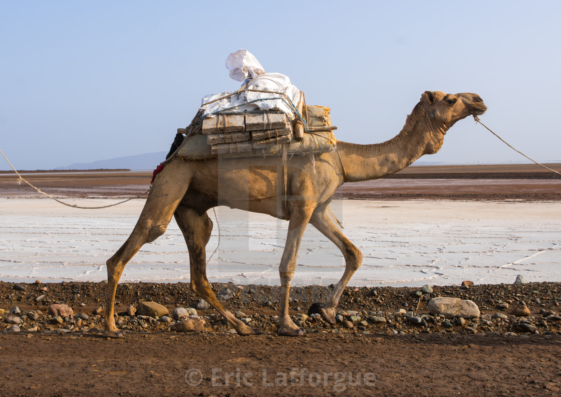 Camel caravans carrying salt through the danakil depression, Afar region,... stock image