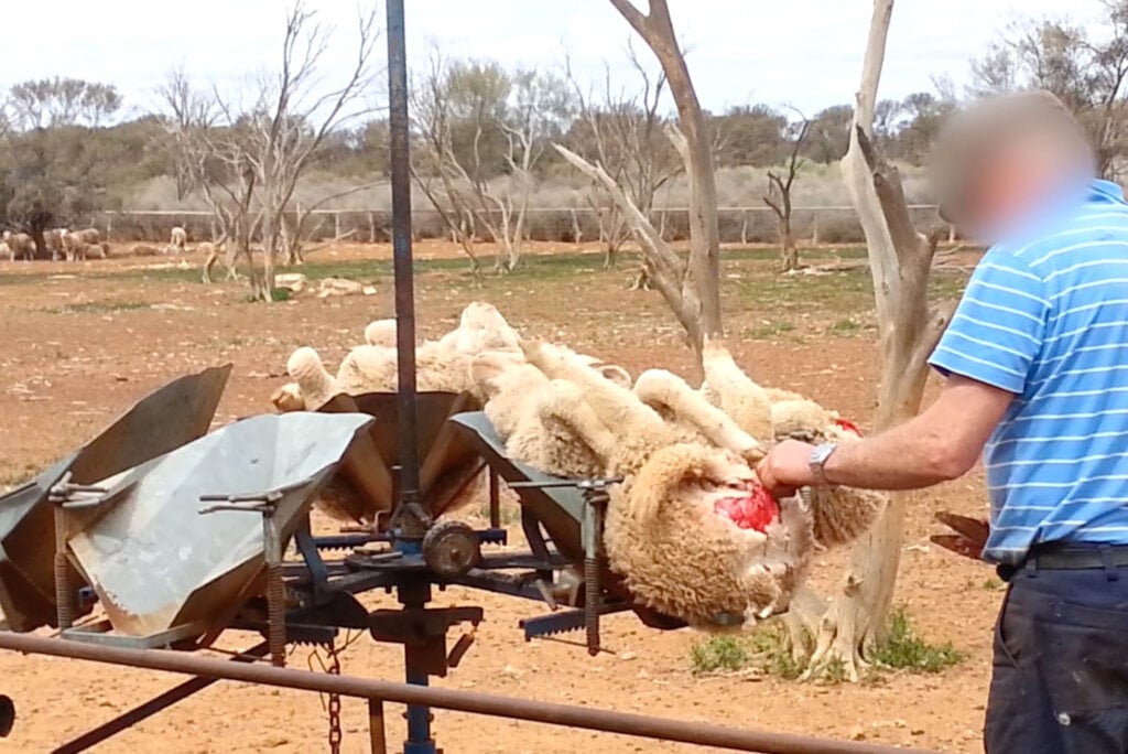 2015-09-Schafe-Wolle-Fleischwucherungen-Australien-c-PETA-USA-1024x684.jpg