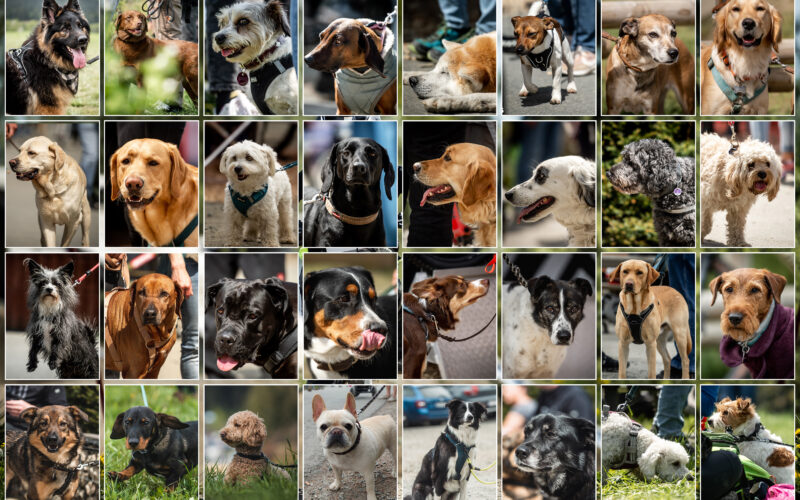 iXS Dirt Masters 2023: Die schönsten Hunde des Festivals